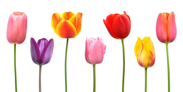 Весенние тюльпаны различных цветов розовый, фиолетовый, оранжевый, красный и желтый — стоковое фото