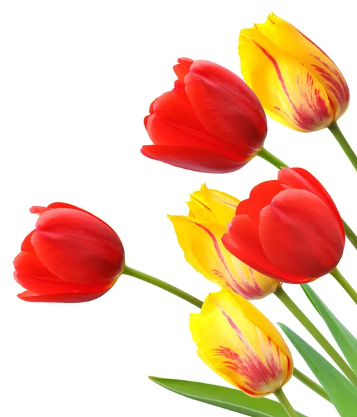 Red and yellow tulips isolated on white background — Stock Photo, Image