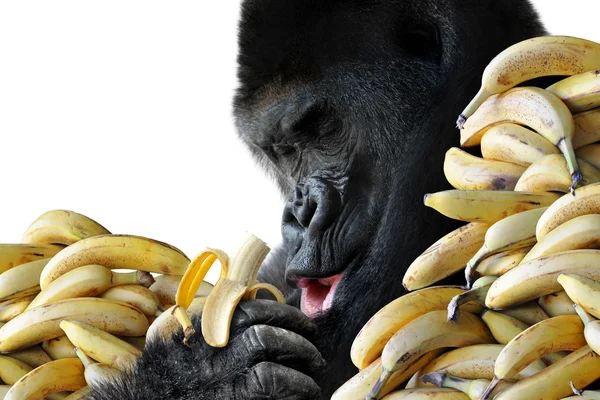 Gran gorila hambriento comiendo un bocadillo saludable de plátanos para el desayuno, aislado sobre fondo blanco — Foto de Stock