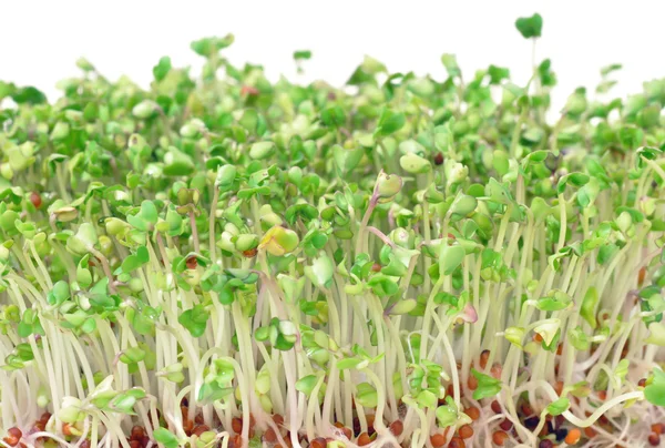 Jonge groene broccoli spruiten — Stockfoto