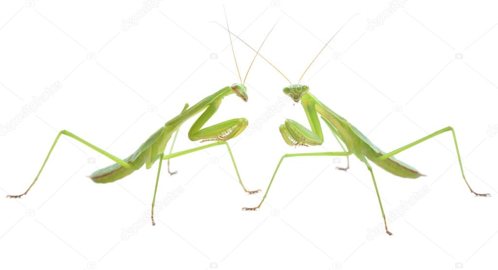 Praying mantis pair preparing to duel