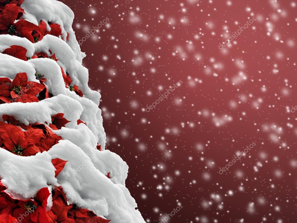 Weihnachtsstern Weihnachtsbaum Im Schnee Für Einen Schönen