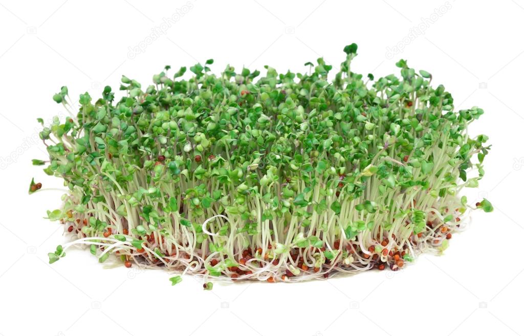 Young broccoli sprouts, a phytochemical-rich cancer-fighting food