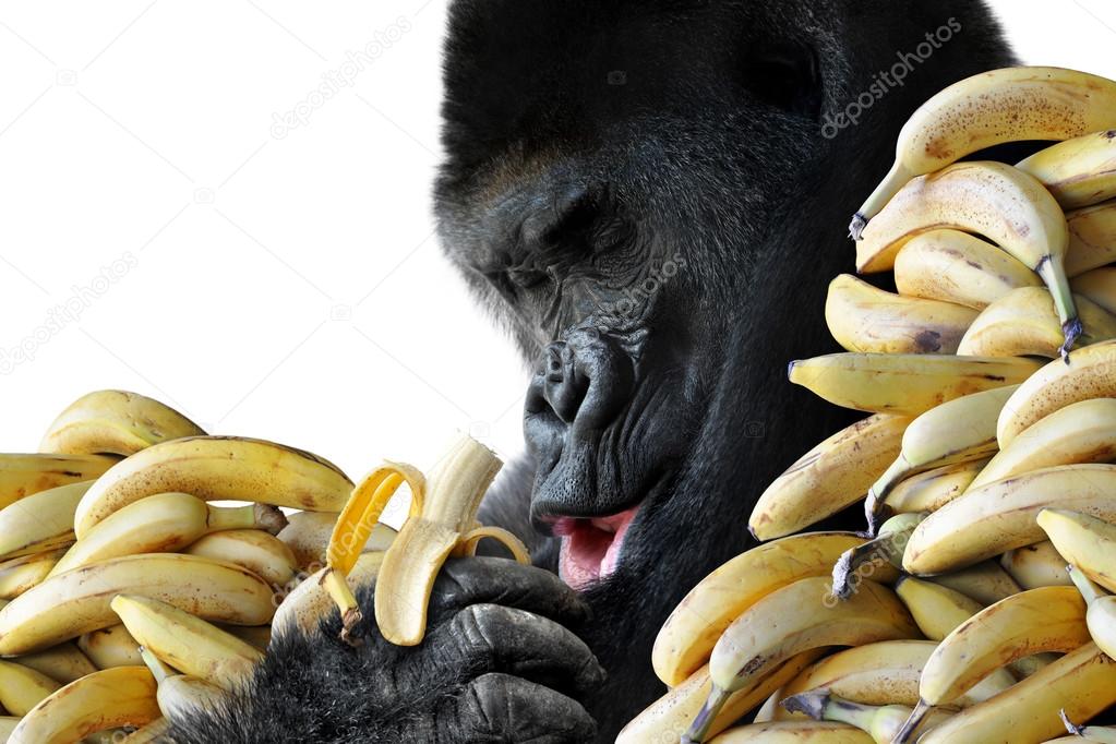 Big hungry gorilla eating a healthy snack of bananas for breakfast, isolated on white background