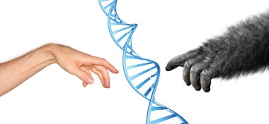 Genetik ortak kökenli kavram primatlar evrimi için