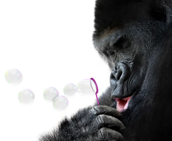 Unusual animal portrait of a gorilla blowing soap bubbles with a toy bubble wand — Stock Photo, Image