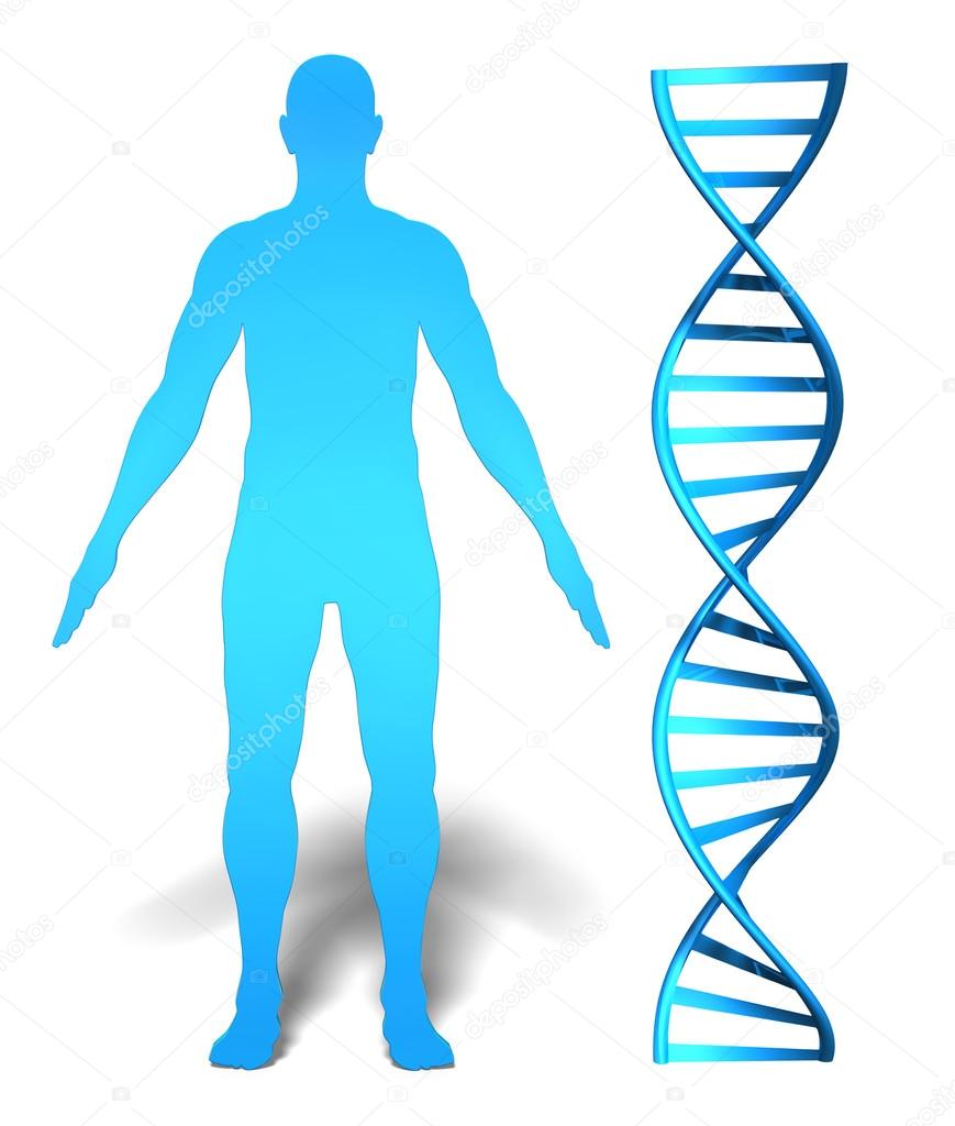 Human gene research and genetic information concept featuring a mans silhouette beside a DNA spiral