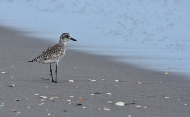 Sandpiper seabird gündoğumu, kıyı boyunca