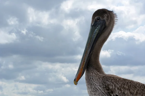 Brown pelican female close-up bird portrait — Stock Photo, Image