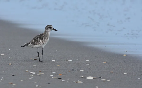 Oeverloper zeevogel langs de kust bij zonsopgang — Stockfoto