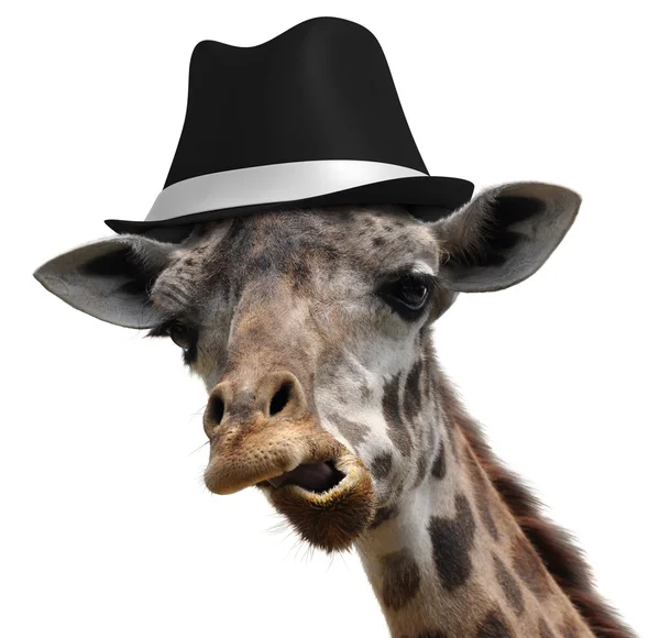 Girafa tola vestindo um fedora e fazendo um rosto incomum — Fotografia de Stock