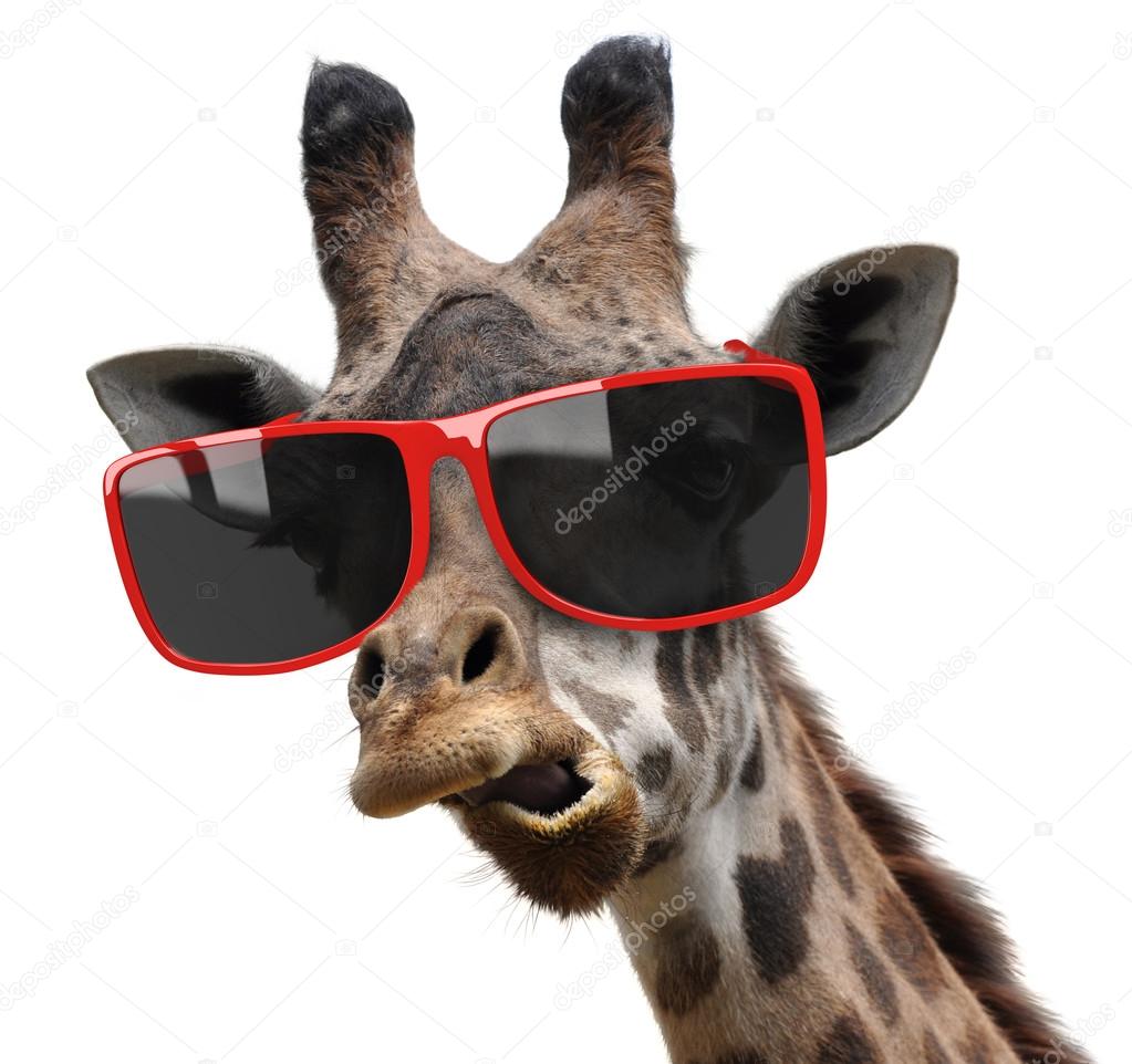 Funny vogue fashion portrait of a giraffe with modern hipster sunglasses