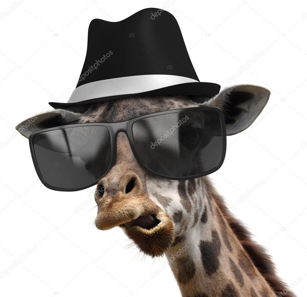 Funny animal portrait of a giraffe detective with shades and a fedora