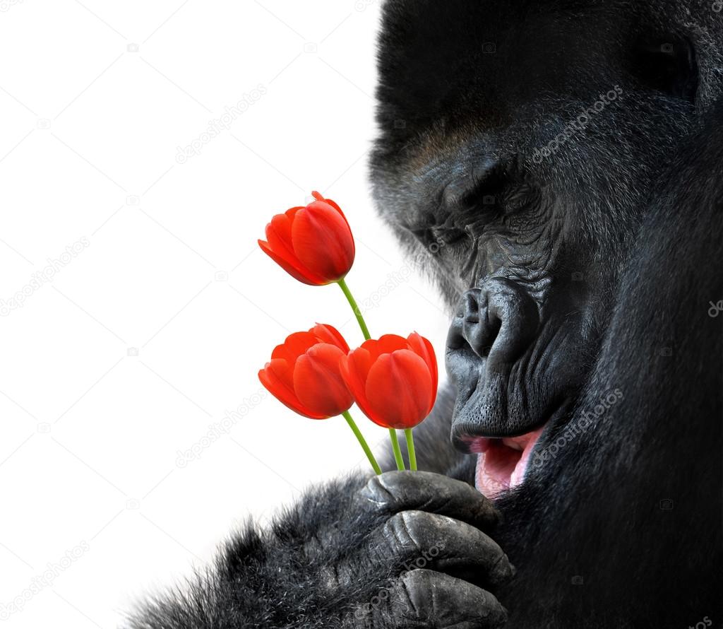 Sweet animal portrait of a gorilla holding red tulip flowers and making a loving face