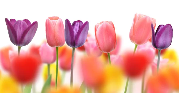 Beautiful tulips and color blurs created by selective focus on one row of flowers — Stock Photo, Image