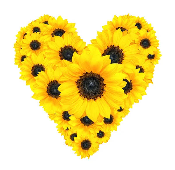 Heart flower design made of yellow sunflowers isolated on white — Stock Photo, Image