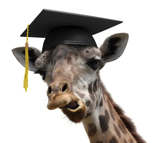 Unusual animal portrait of a goofy giraffe college graduate student — Stock Photo, Image