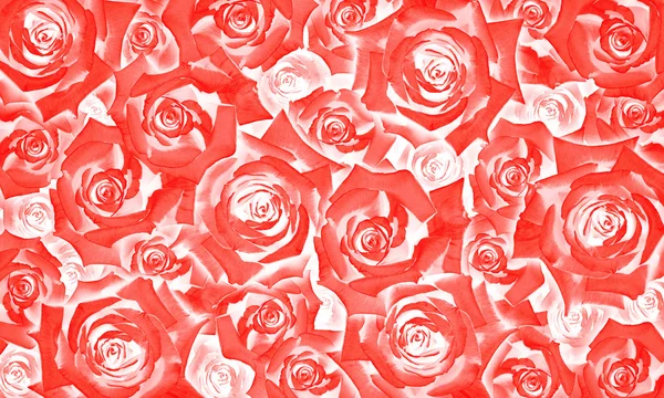 Flower background pattern of beautiful red rose buds — Stock Photo, Image