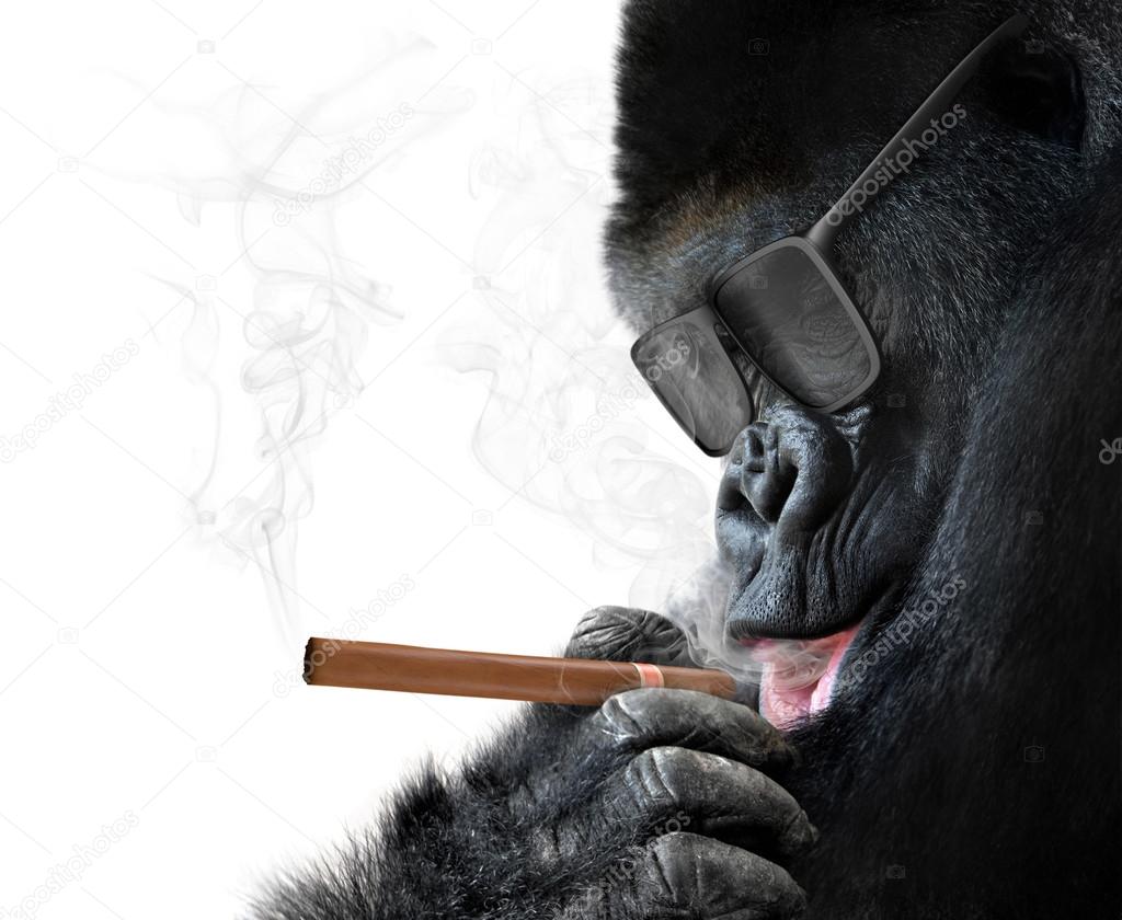 Badass gorilla with cool sunglasses smoking a cuban cigar like a boss