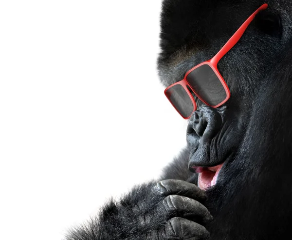 Moda animal inusual, primer plano de la cara de gorila con gafas de sol rojas —  Fotos de Stock