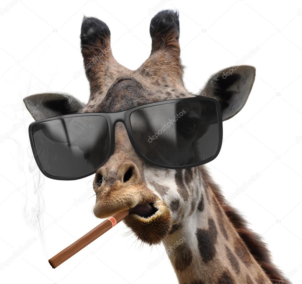 Macho giraffe with cool sunglasses smoking a cuban cigar like a boss