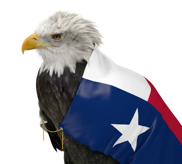 American bald eagle wearing the Texas state flag — Stock Photo, Image