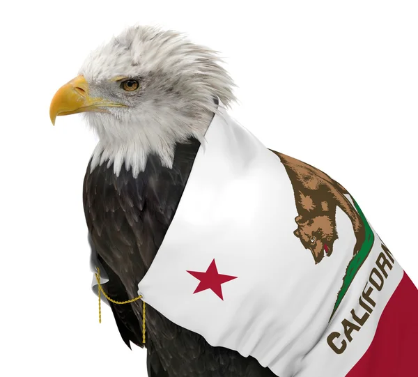 Amerikan kel kartal California Devlet bayrağı giyiyor — Stok fotoğraf