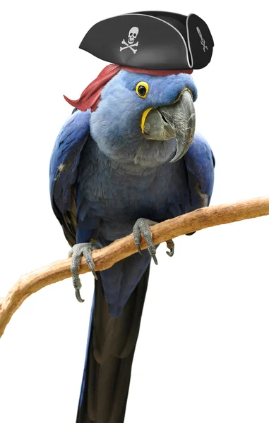 Cool a neobvyklou piráta papoušek pták portrét — Stock fotografie