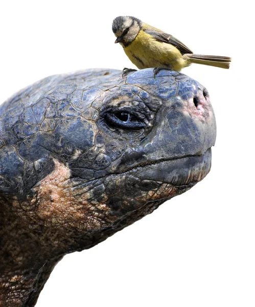 Dierlijke vrienden, een reusachtige Galapagos-schildpad en een kleine vogel, de Euraziatische Pimpelmees — Stockfoto