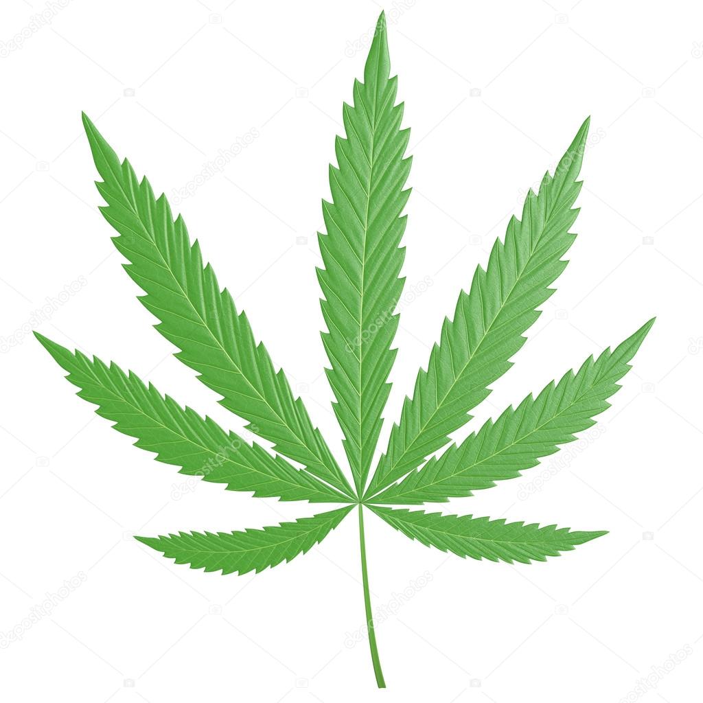 3D cannabis leaf, or marijuana, with the common seven leaflets ⬇ Stock ...