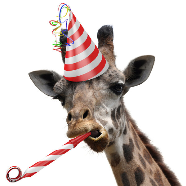 Смешное животное с вечеринки жирафа делает глупое лицо и дует шумоподавщику
