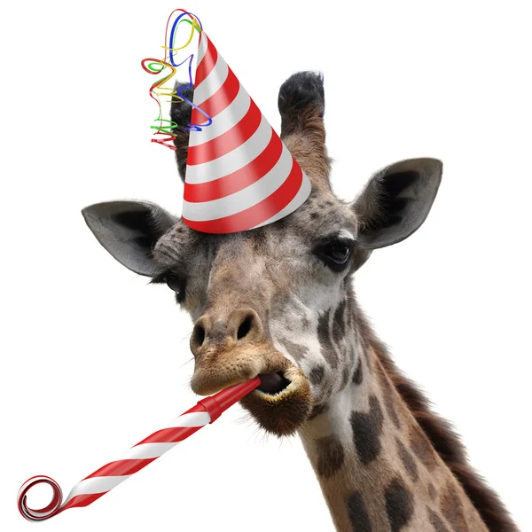 Funny żyrafa partii zwierząt co silly twarz i dmuchanie kołatkę Zdjęcie Stockowe