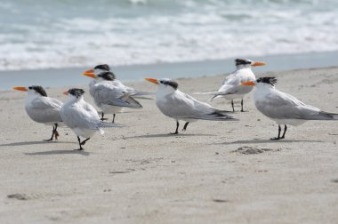 Onların düzensiz kış tüyleri gösterilen bir plajda Kraliyet kırlangıçlar