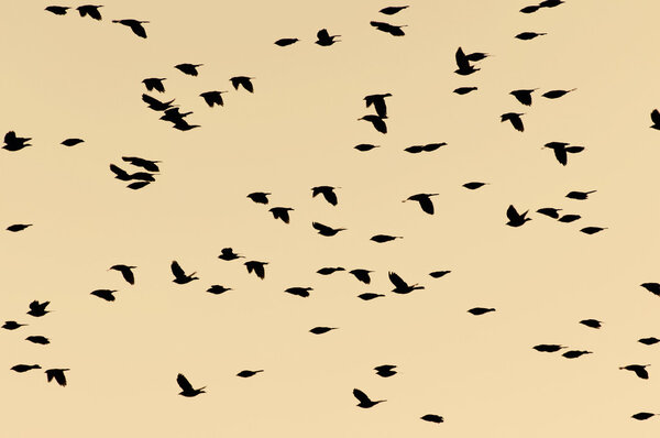 Flock of birds in a late evening sky
