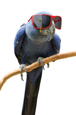 Serin kırmızı güneş gözlüğü takıyor komik hipster papağan