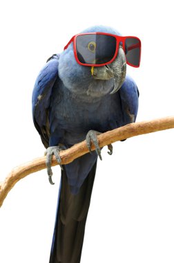 Funny hipster parrot wearing cool red sunglasses clipart