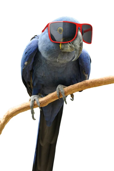 Αστεία hipster παπαγάλος φορώντας γυαλιά ηλίου για δροσερό κόκκινο — Φωτογραφία Αρχείου