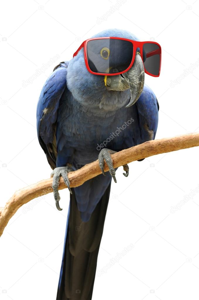 Funny hipster parrot wearing cool red sunglasses