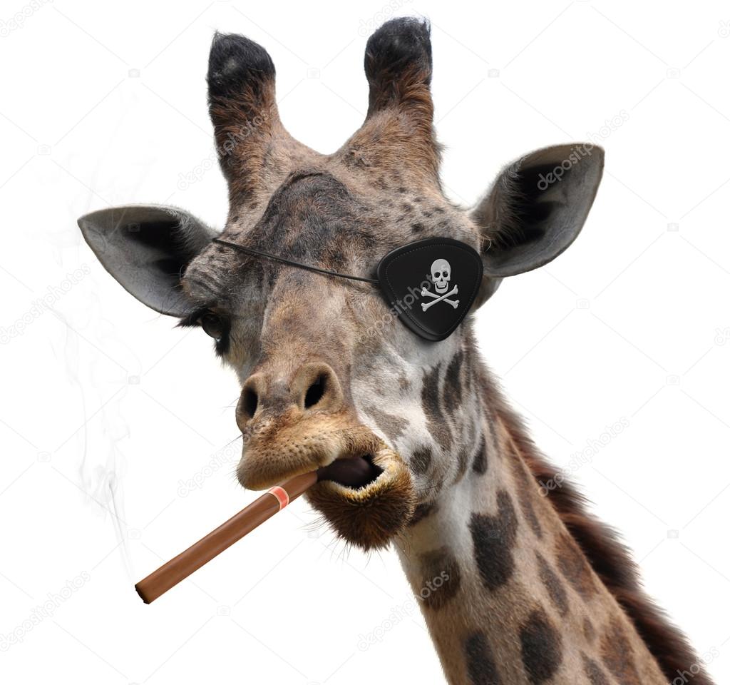 Awesome giraffe with a pirate eyepatch and a big cigar