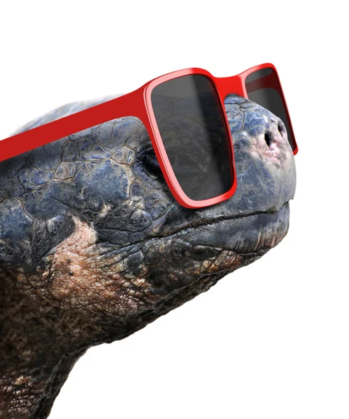 Divertido retrato animal de una vieja tortuga de galápagos con grandes gafas de sol nerd rojas —  Fotos de Stock