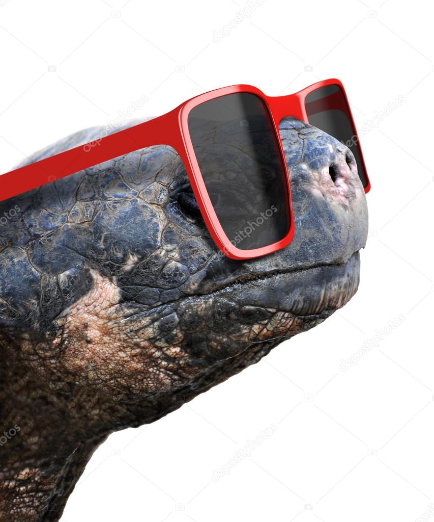 Funny animal portrait of an old galapagos tortoise with big red nerdy sunglasses