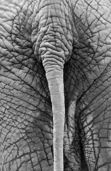 Rear view of wrinkled backside and tail of an old African elephant — Stock Photo, Image