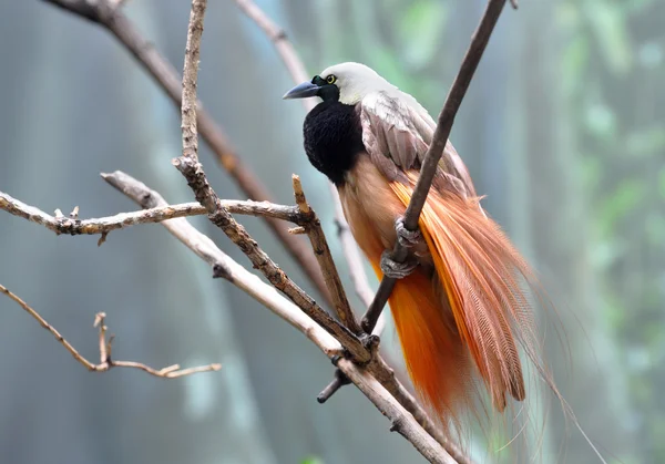 Grand oiseau de paradis mâle affichant un beau plumage — Photo