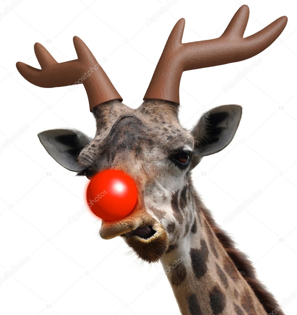 Funny giraffe face dressed as Santa Claus red nosed reindeer for Christmas