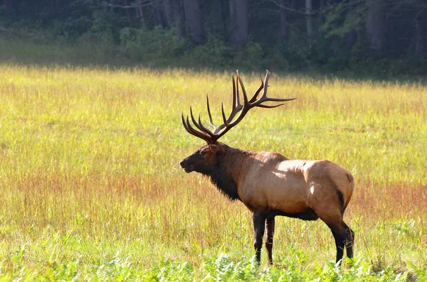 Bull elk during autumn at Cataloochee Valley in the Great Smoky Mountains of North Carolina — Stock Photo, Image