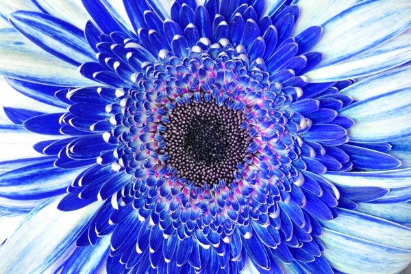 Blue flower macro background of petals and stamens in high detail — Stock Photo, Image