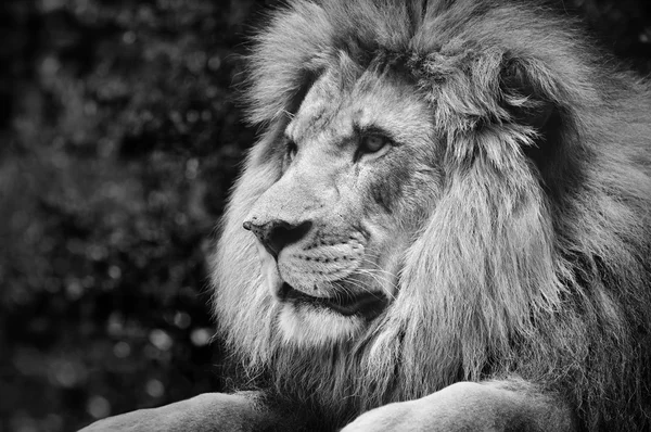 Erős kontrasztú fekete-fehér, hím oroszlán, királyi jelent — Stock Fotó
