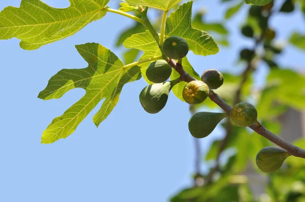 Fiatal zöld gyümölcsök egy fügefa ága — Stock Fotó