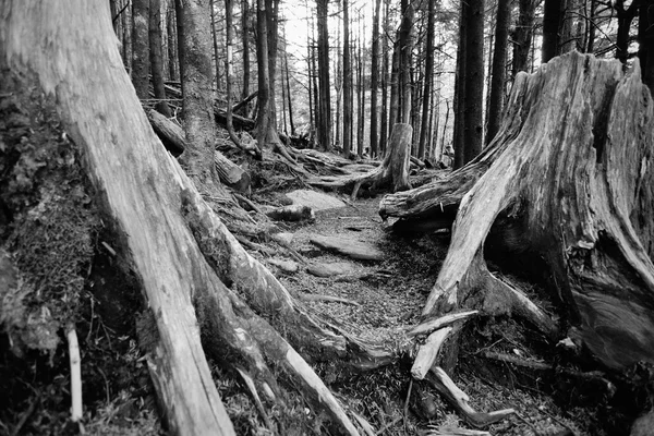 Alte verfallende Fichtenwälder durch sauren Regen durch Luftverschmutzung am Mount Mitchell, nc beschädigt — Stockfoto