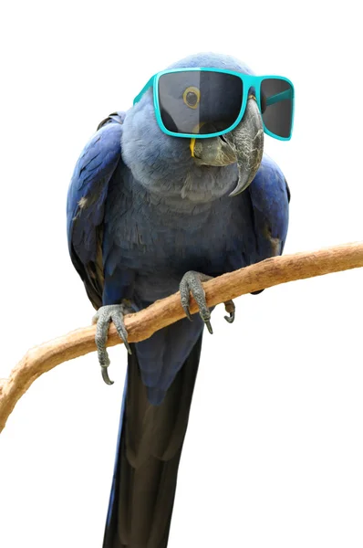 Funny animal portrait of a blue parrot with oversized sunglasses — Stock Photo, Image